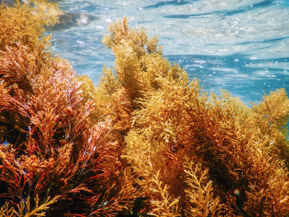 5 Skin Benefits of Seamoss